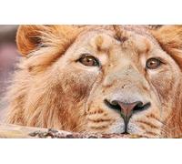 OZLHSP hard jigsaw 1000 piece jigsaw puzzle Lions Big Animals 75x50cm