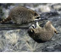 OZLHSP hard jigsaw 1500 piece jigsaw puzzle Raccoons Animals 87x57cm