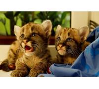 OZLHSP hard jigsaw 500 piece jigsaw puzzle Cougars Big Cats 52x38cm