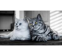 OZLHSP hard jigsaw puzzles for adults 1000 pieces Cats Animal 75x50cm