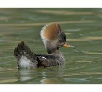 OZLHSP hard jigsaw puzzles for adults 1500 pieces Duck Animals 87x57cm