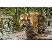 OZLHSP hard jigsaw puzzles for adults 500 pieces Tiger Big Cats 52x38cm