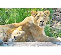 OZLHSP hard puzzles 1500 piece Animals Lions Big Cats 87x57cm
