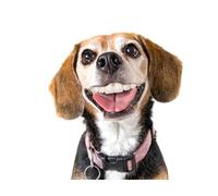 OZLHSP hard puzzles 500 piece Beagle Animals 52x38cm