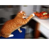 OZLHSP hard puzzles 500 piece Cats Sly Cancers Animals 52x38cm