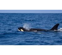 OZLHSP hard puzzles 500 piece Killer Whales Animals 52x38cm