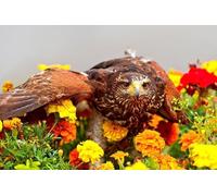 OZLHSP hard puzzles for adults 1000 pieces Eagle Over Animal 75x50cm