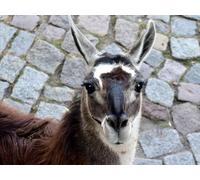 OZLHSP hard puzzles for adults 1000 pieces Llama Animal 75x50cm