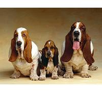 OZLHSP hard puzzles for adults 500 pieces Basset Hound Puppy Animals 52x38cm