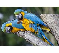OZLHSP hard puzzles for adults 500 pieces Parrots Animal 52x38cm