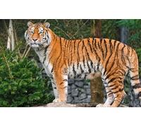 OZLHSP hard puzzles for adults 500 pieces Tiger Big Animals 52x38cm