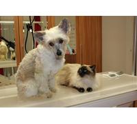 OZLHSP hardest jigsaw puzzle 1000 pieces Chinese Crested Cats Animals 75x50cm