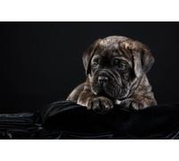 OZLHSP hardest jigsaw puzzle 1500 pieces Cane Corso Puppy Animals 87x57cm