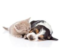 OZLHSP hardest jigsaw puzzle 1500 pieces Puppies Kitten Basset Hound Cat 87x57cm