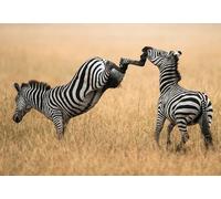 OZLHSP hardest jigsaw puzzles for adults 1000 pieces Animals Zebra Fights Kick 75x50cm