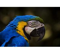 OZLHSP hardest jigsaw puzzles for adults 1000 pieces Macaw Parrots Blue 75x50cm