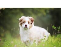 OZLHSP hardest jigsaw puzzles for adults 500 pieces Australian Shepherd Puppies Cute Animal 52x38cm