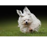 OZLHSP hardest jigsaw puzzles for adults 500 pieces Havanese Bichon 52x38cm