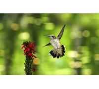 OZLHSP hardest jigsaw puzzles for adults 500 pieces Hummingbirds Animals 52x38cm