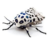 OZLHSP hardest puzzle jigsaw puzzle 1000 piece Beetles Insect Animals 75x50cm