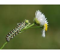 OZLHSP hardest puzzle jigsaw puzzle 1000 piece Caterpillars Insects Animal 75x50cm