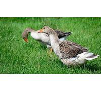 OZLHSP hardest puzzle jigsaw puzzle 1000 piece Geese Animal 75x50cm