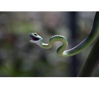OZLHSP hardest puzzle jigsaw puzzle 1000 piece Snakes Reptiles 75x50cm