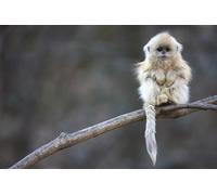 OZLHSP hardest puzzle jigsaw puzzle 1500 piece Monkey Animal 87x57cm