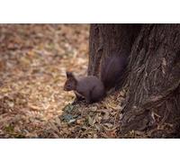 OZLHSP hardest puzzle jigsaw puzzle 500 piece Squirrel Animals 52x38cm