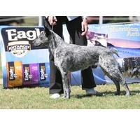 OZLHSP impossible jigsaw 1000 pieces Australian Cattle Dog 75x50cm