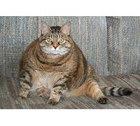 OZLHSP impossible jigsaw 1000 pieces Cats Fat Animals 75x50cm