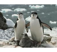 OZLHSP impossible jigsaw 1000 pieces Penguins Animal 75x50cm