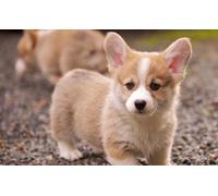 OZLHSP impossible jigsaw 1500 pieces Welsh Corgi Puppy Animal 87x57cm