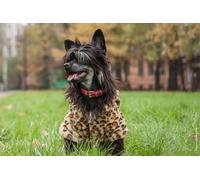 OZLHSP impossible jigsaw 500 pieces Chinese Crested Animal 52x38cm