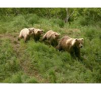 OZLHSP impossible jigsaw 500 pieces Grizzly Bears Animal 52x38cm