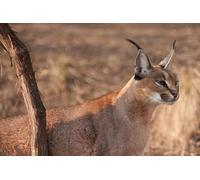 OZLHSP impossible jigsaw puzzles for adults 1500 pieces Lynx Big Cats Caracal Animal 87x57cm