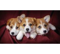 OZLHSP impossible jigsaw puzzles for adults 1500 pieces Welsh Corgi Puppies Animals 87x57cm