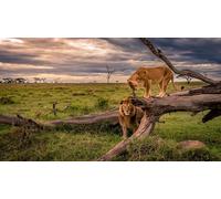 OZLHSP impossible puzzle 1000 pieces Lions Animals 75x50cm