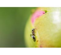 OZLHSP impossible puzzle 1500 pieces Ants Animals 87x57cm