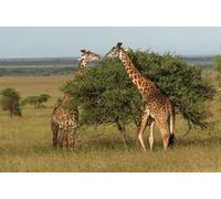OZLHSP impossible puzzle 1500 pieces Giraffes Animals 87x57cm
