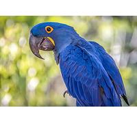 OZLHSP impossible puzzle 500 pieces Macaw Parrots Animals 52x38cm