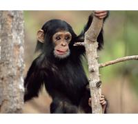 OZLHSP impossible puzzle 500 pieces Monkey Animals 52x38cm