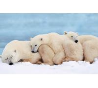 OZLHSP impossible puzzle 500 pieces Northern Bears Animal 52x38cm