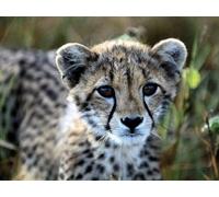OZLHSP impossible puzzles 500 pieces Cheetahs Big Cats Animal 52x38cm