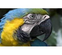 OZLHSP impossipuzzle jigsaw puzzles 1000 pieces Animal Parrots Macaw 75x50cm