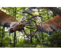 OZLHSP impossipuzzle jigsaw puzzles 1000 pieces Deer Fight Animals 75x50cm