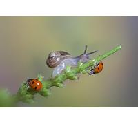 OZLHSP impossipuzzle jigsaw puzzles 1000 pieces Ladybugs Snails Insect Animals 75x50cm