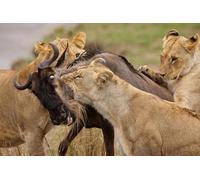 OZLHSP impossipuzzle jigsaw puzzles 1500 pieces Lion Hunting Big Cats 87x57cm