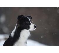 OZLHSP impossipuzzle jigsaw puzzles 500 pieces Border Collie Animals 52x38cm