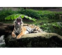 OZLHSP impossipuzzle jigsaw puzzles 500 pieces Tiger Big Cats Animal 52x38cm